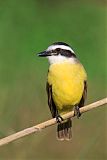 Great Kiskadee